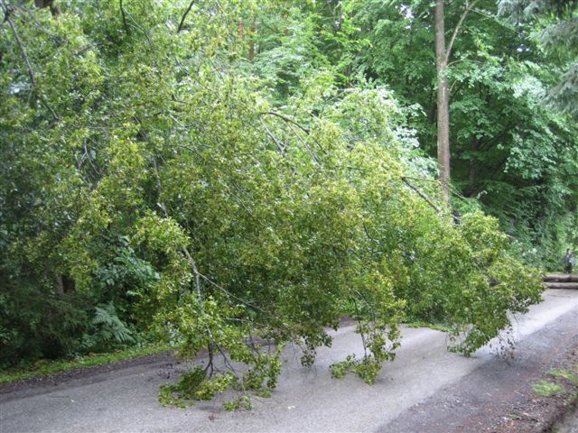 Entfernen gefährlicher Baumteile in Krumegg