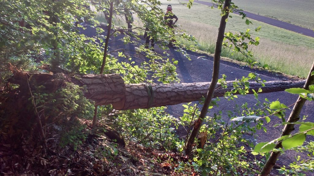 Entfernen gefährlicher Baumteile in Krumegg