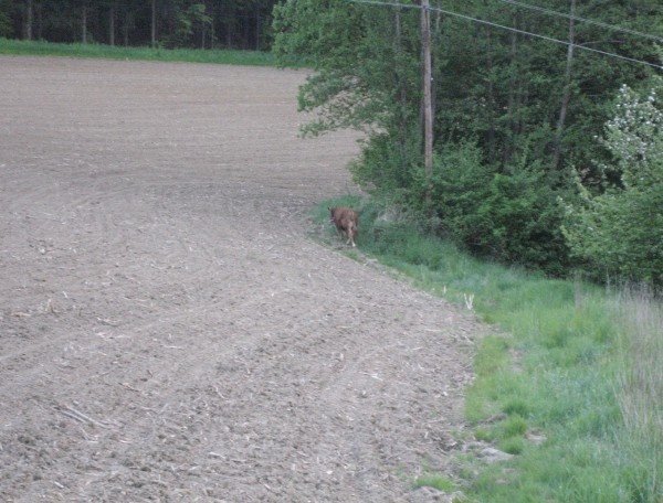 Tierrettung (Fotos)