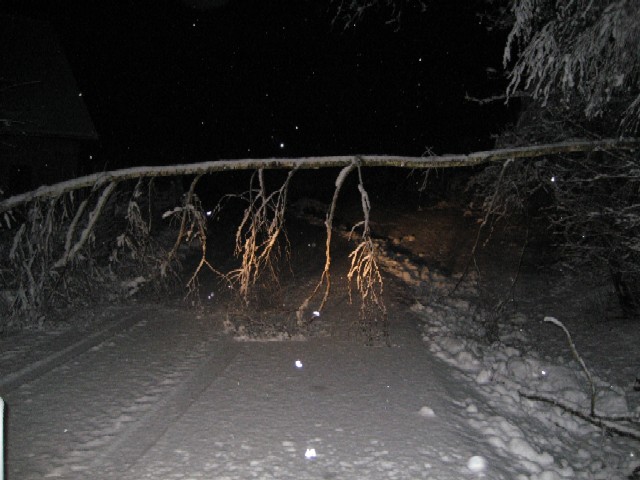 Baumbergung in Kohldorf