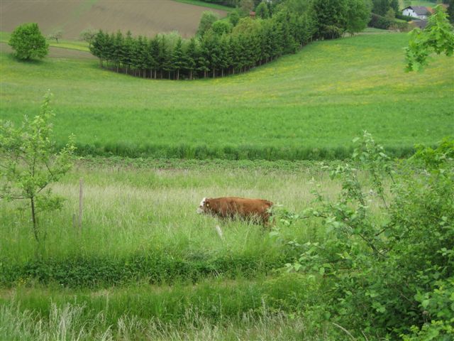 Tierrettung in Prüfing (Fotos)