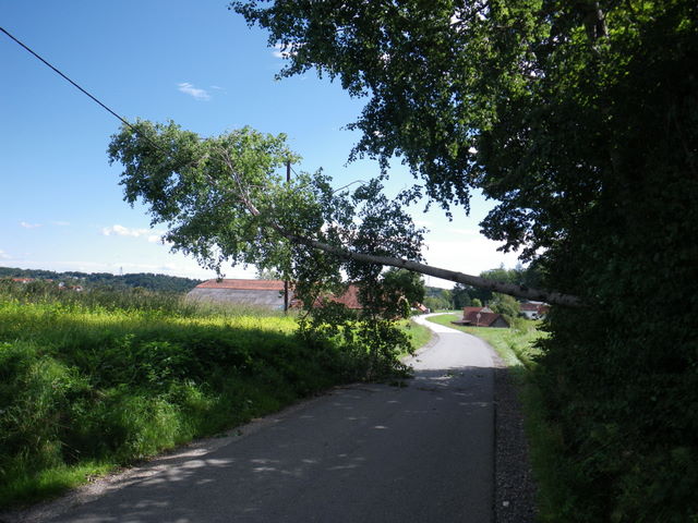 Baumbergung in Kohldorf