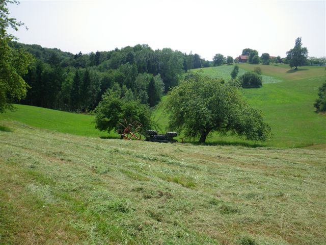 Baumbergung in Kohldorf