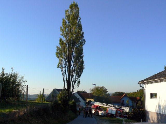 Baumbergung in Kohldorf