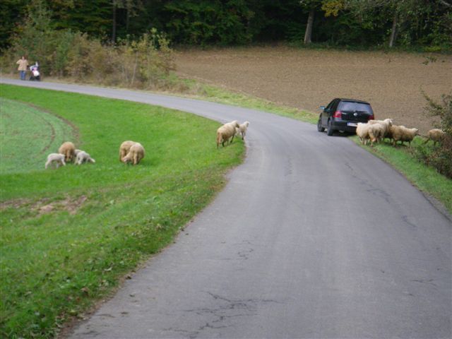 Entlaufene Schafe (Fotos)