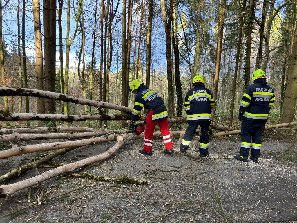 Baumbergung in Dornegg