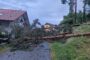 Baumberung in Hohenegg