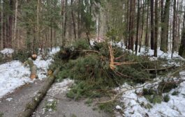 Baumbergung in Kohldorf