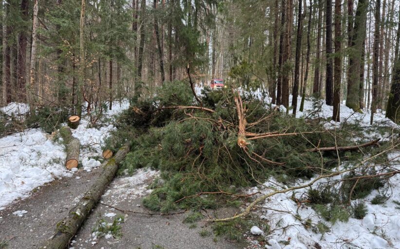 Baumbergung in Kohldorf