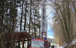 Entfernung gefährlicher Baumteile in Hohenegg