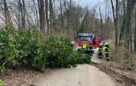 Baumbergung Pirkwiesen