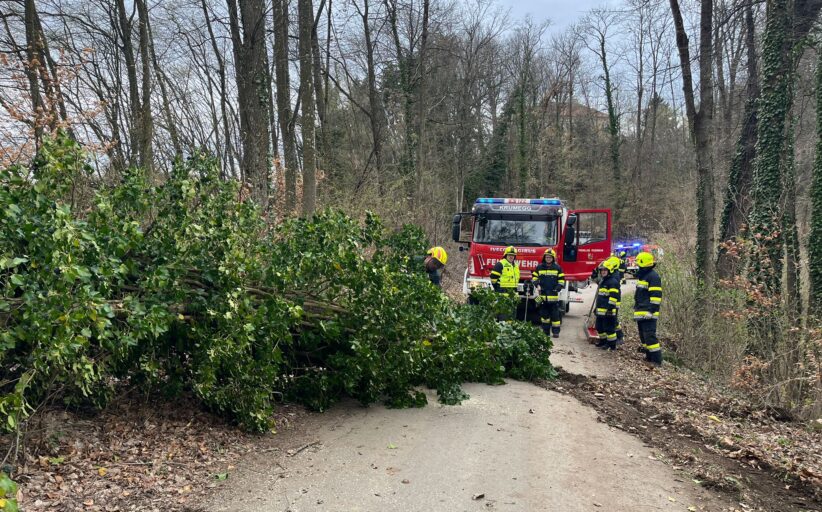 Baumbergung Pirkwiesen